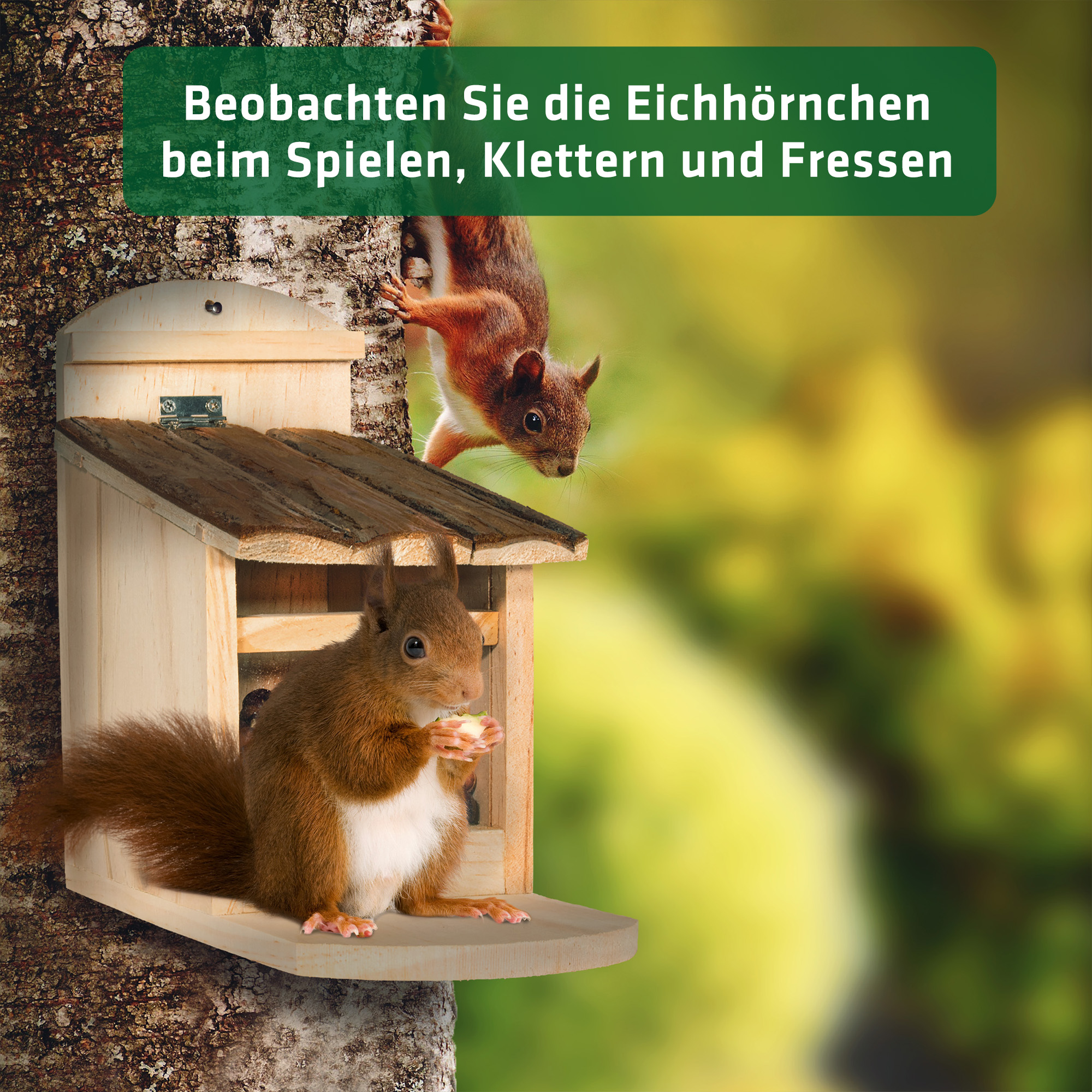 Das Haus hat eine kleine Sitzfläche damit die Eichhörnchen sich beim knabbern entspannen können. 