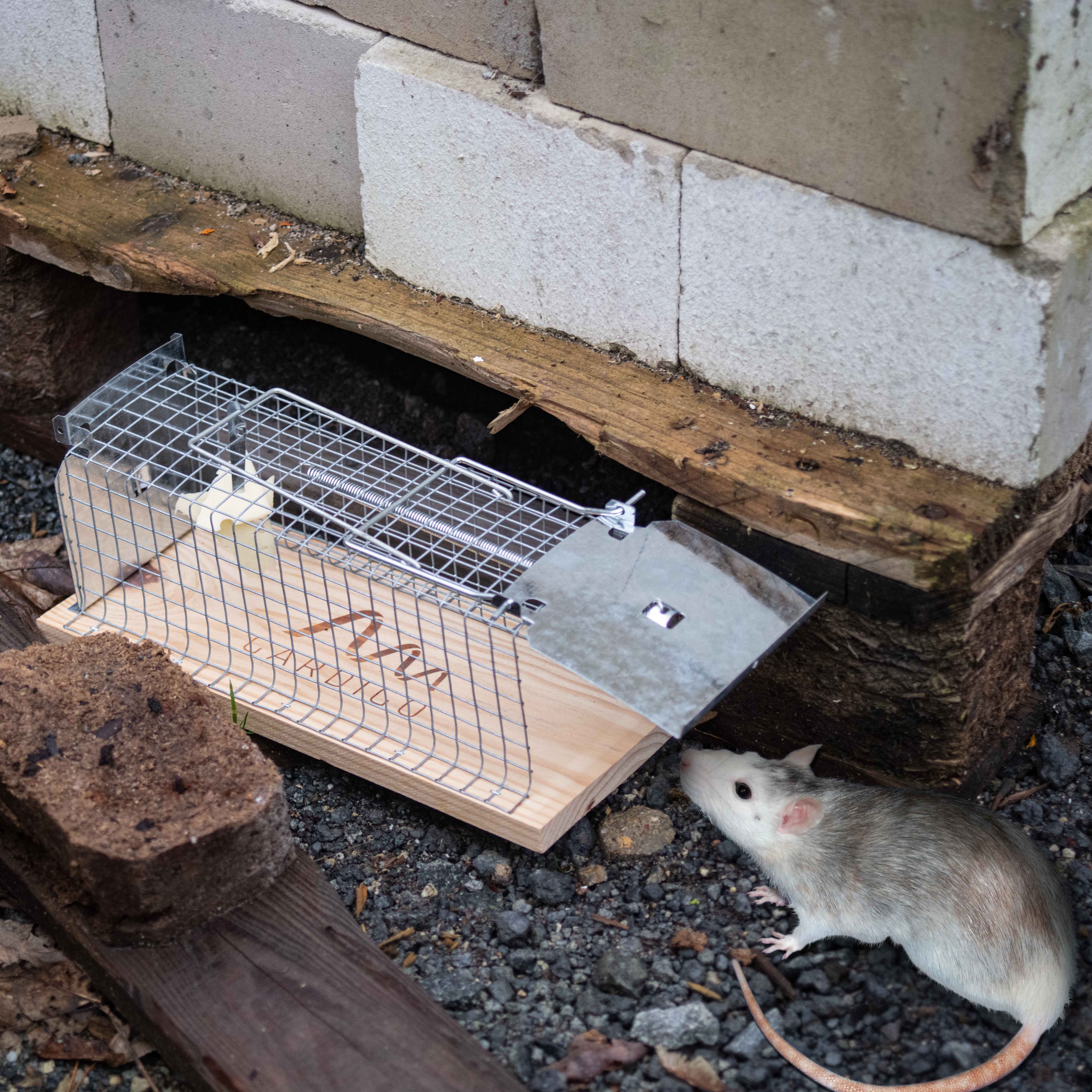 Mit dieser Falle lassen sich Ratten ganz einfach lebendig fangen und auch wieder freilassen. 