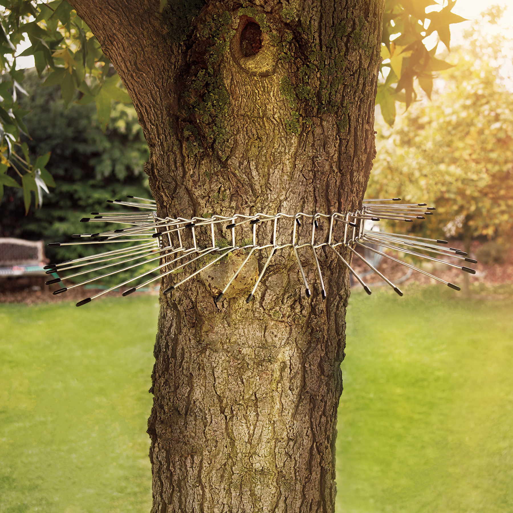 Der Katzen-Abwehr-Gürtel mit Spikes am Baum.