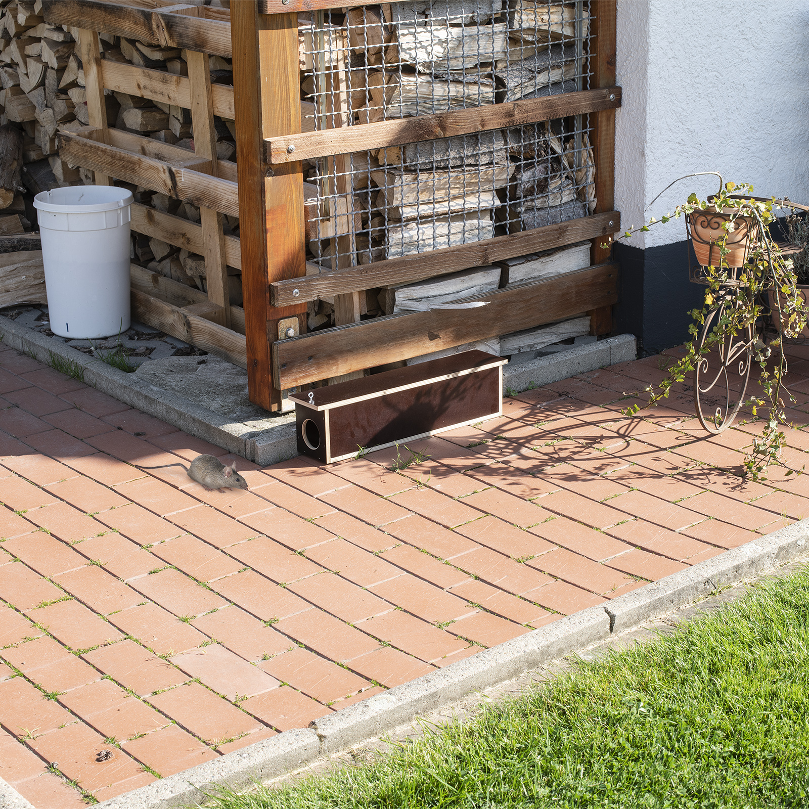 Der Ratten-Kasten eignet sich hervorragend für den Außeneinsatz, da die Multiplex-Platte auf beiden Seite Phenolharz lasiert ist. 