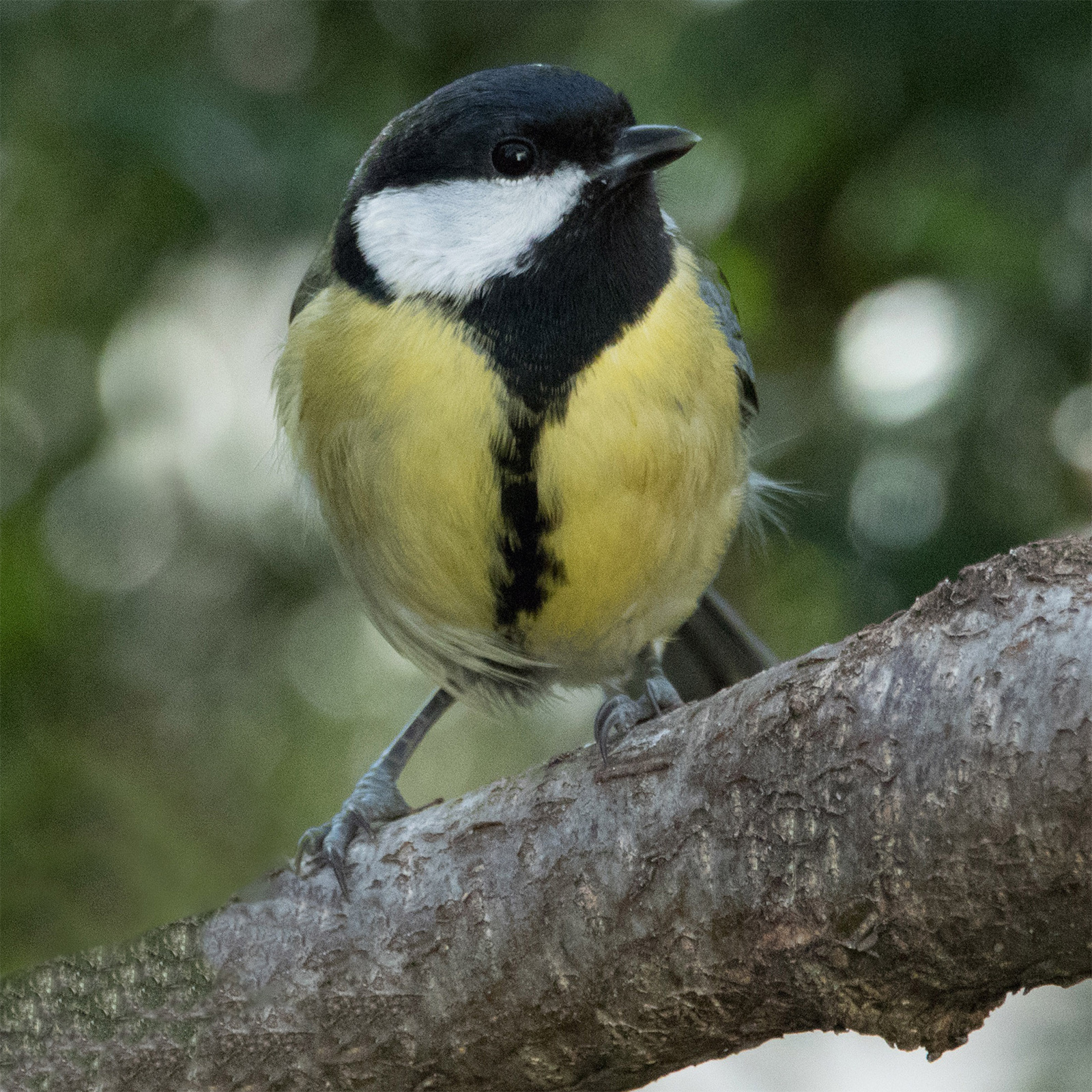 Geben Sie Kohlmeisen und Kleiber eine Nisthilfe in Ihrem Garten damit sie von größeren Vögeln nicht vertrieben werden. 