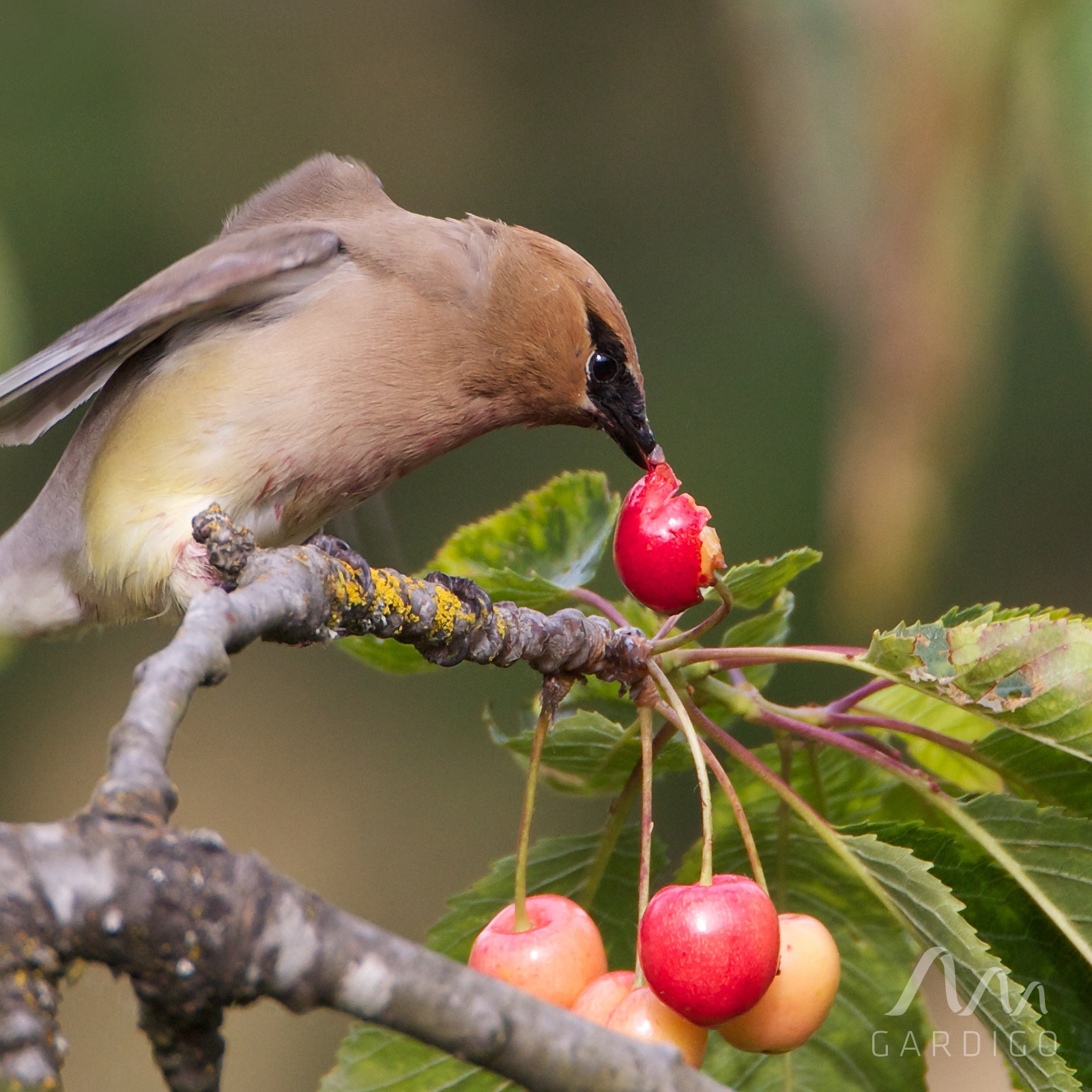 Die Vogel-Abwehr hilft Ihnen dabei ihre Obstbäume und die Früchte vor Vögeln zu schützen. Essen Sie Ihr Obst wieder selbst!