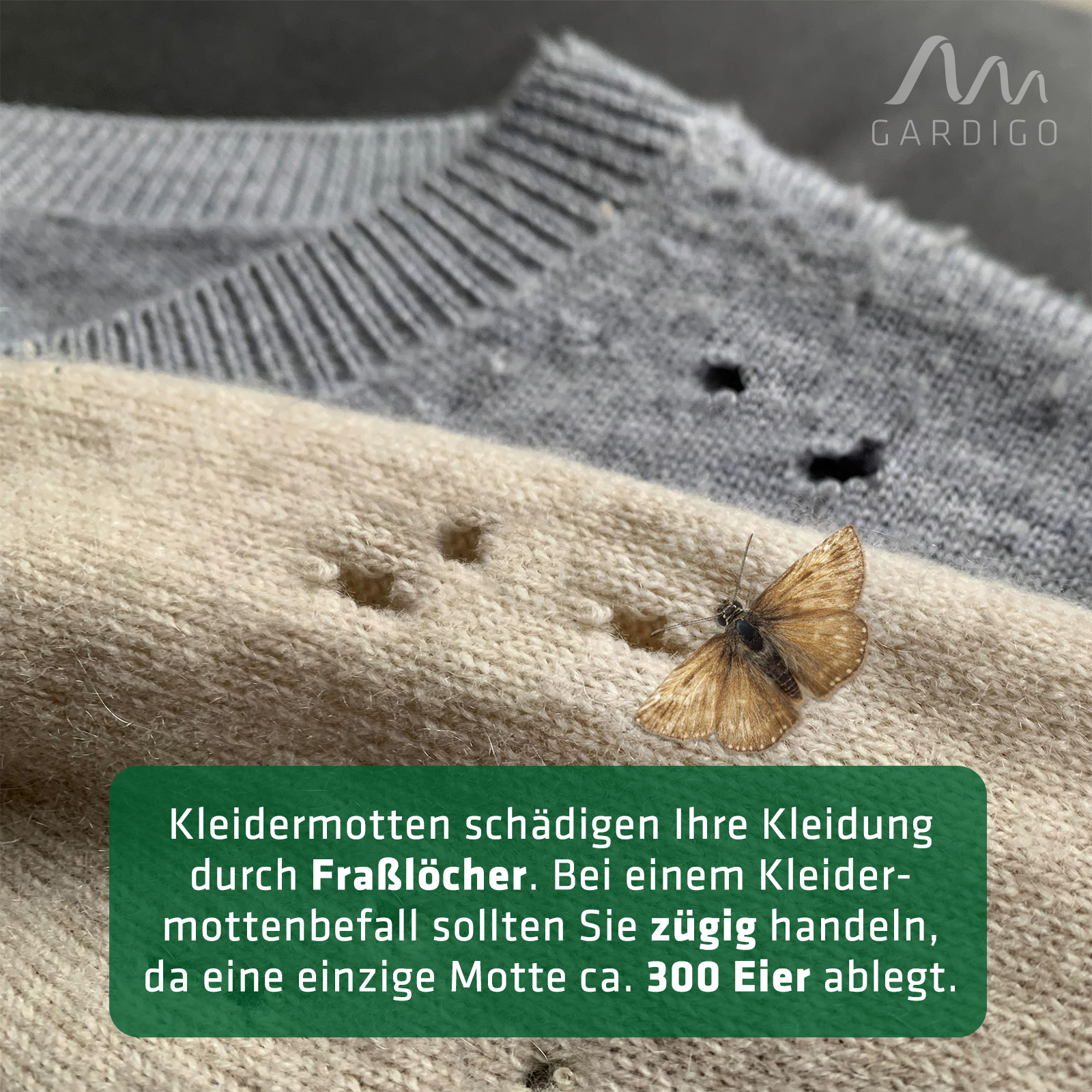 Schützen Sie Ihre Kleidung vor Mottenlöchern!