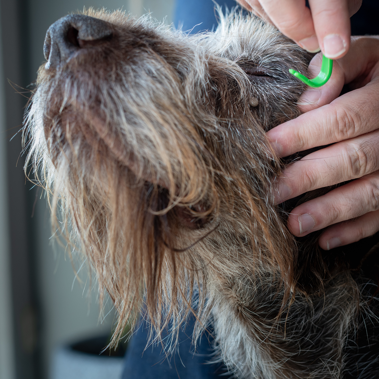 Zeckenentfernung beim Hund: Ganz einfach mit den Zecken-Entfernern von GARDIGO