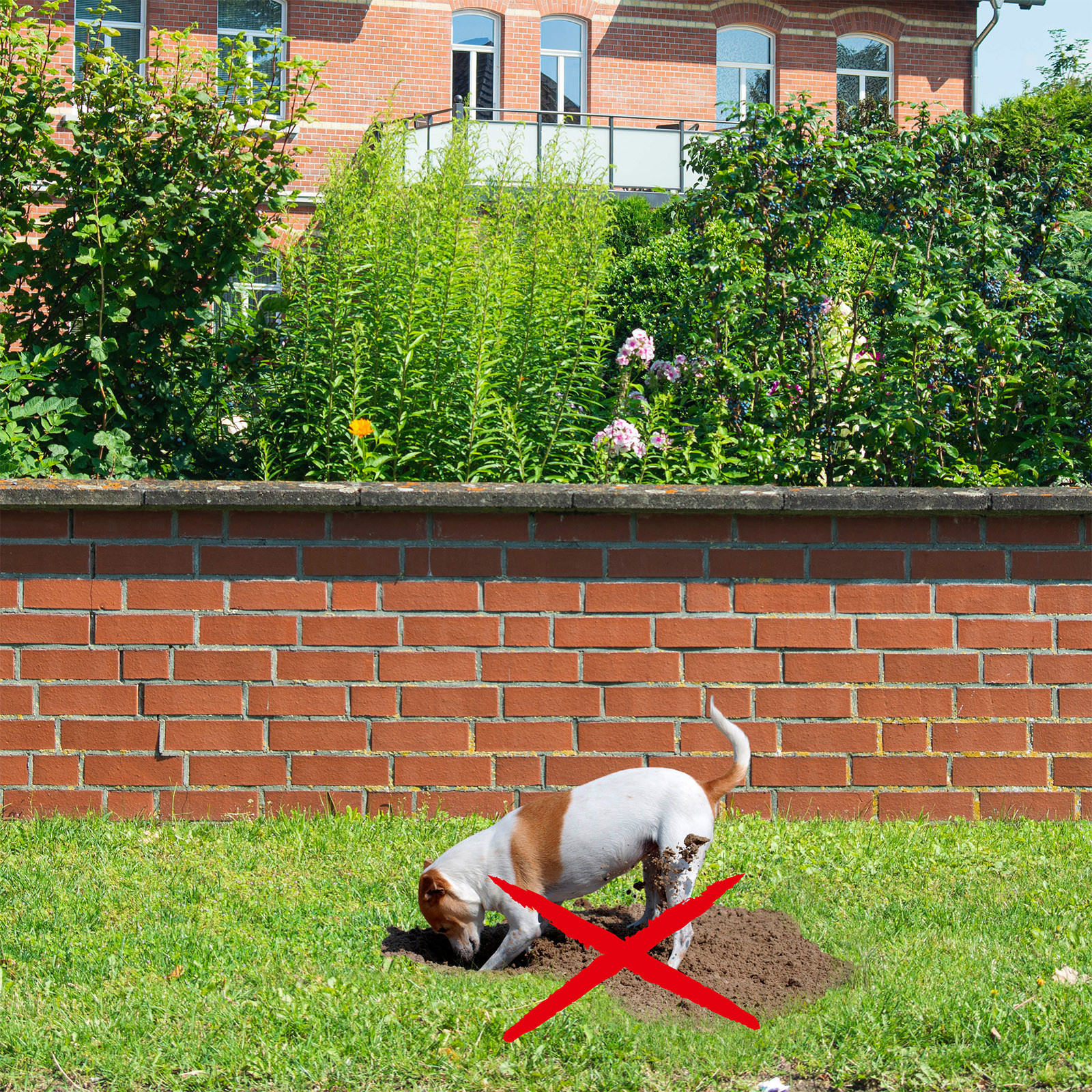 Hunde verwüsten ihr Beet? Halten Sie die fremden Tiere mit dem Abwehrduft fern. 