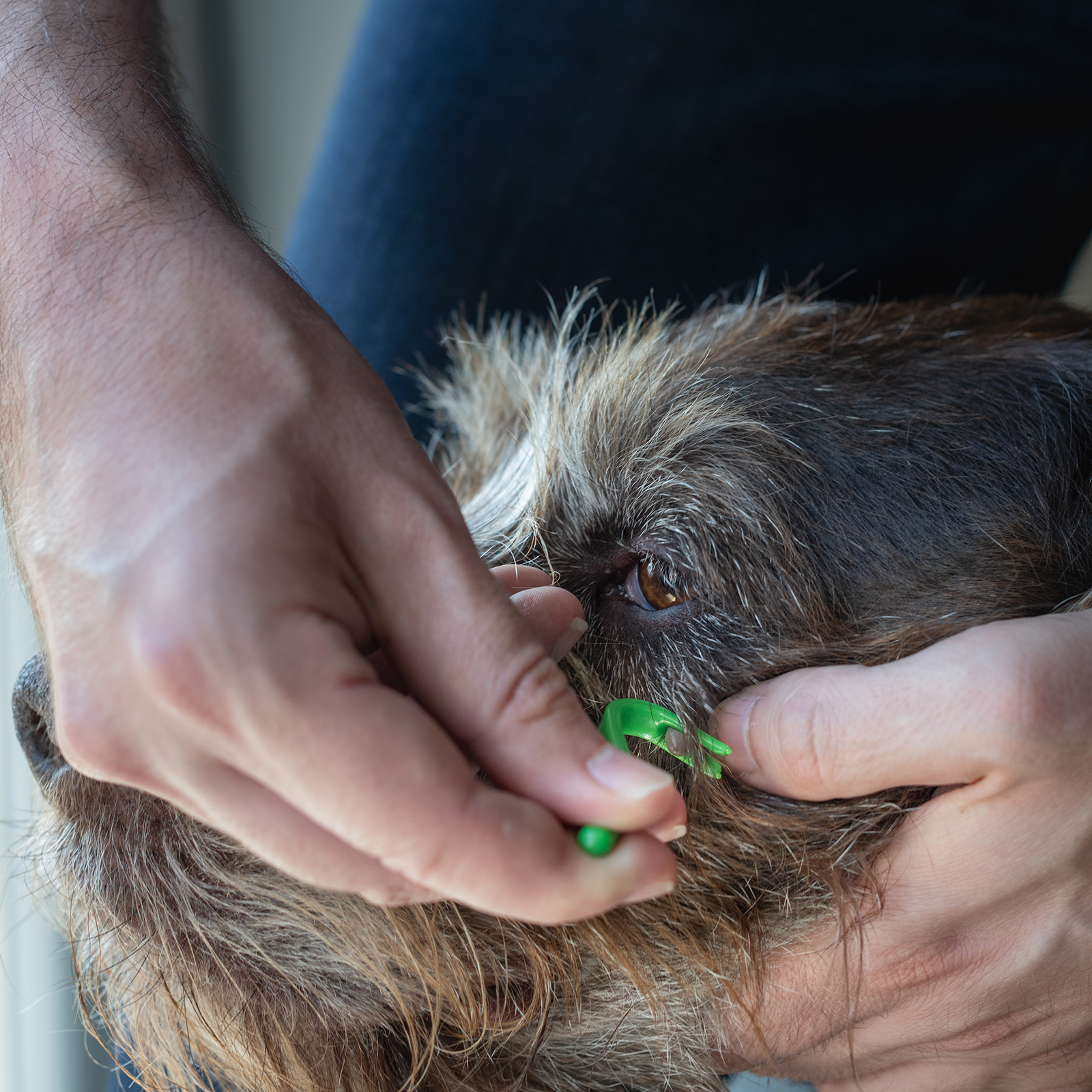 Mit den Zecken-Haken lassen sich die Spinnentiere leicht greifen und herausziehen.