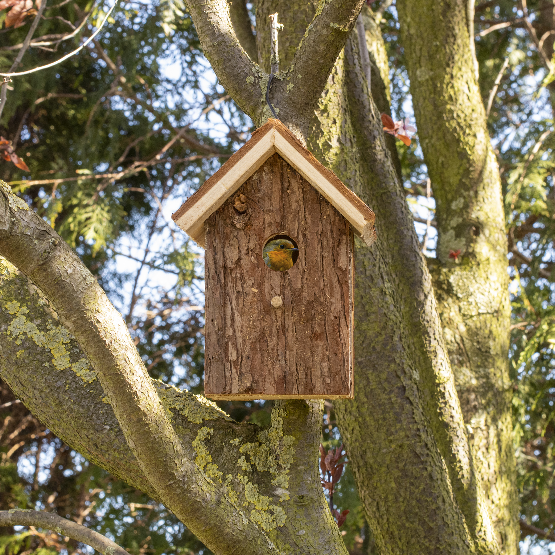 Aber auch Rotkelchen finden mit diesem Vogelhaus eine neue Nistmöglichkeit.