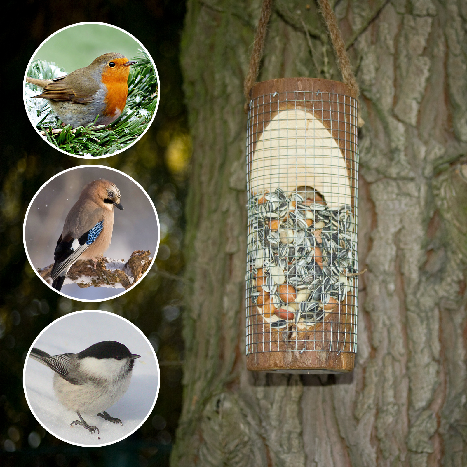 Rotkehlchen, Eichelhäher und Meisen können zu häufigen Gästen in Ihrem Garten werden.