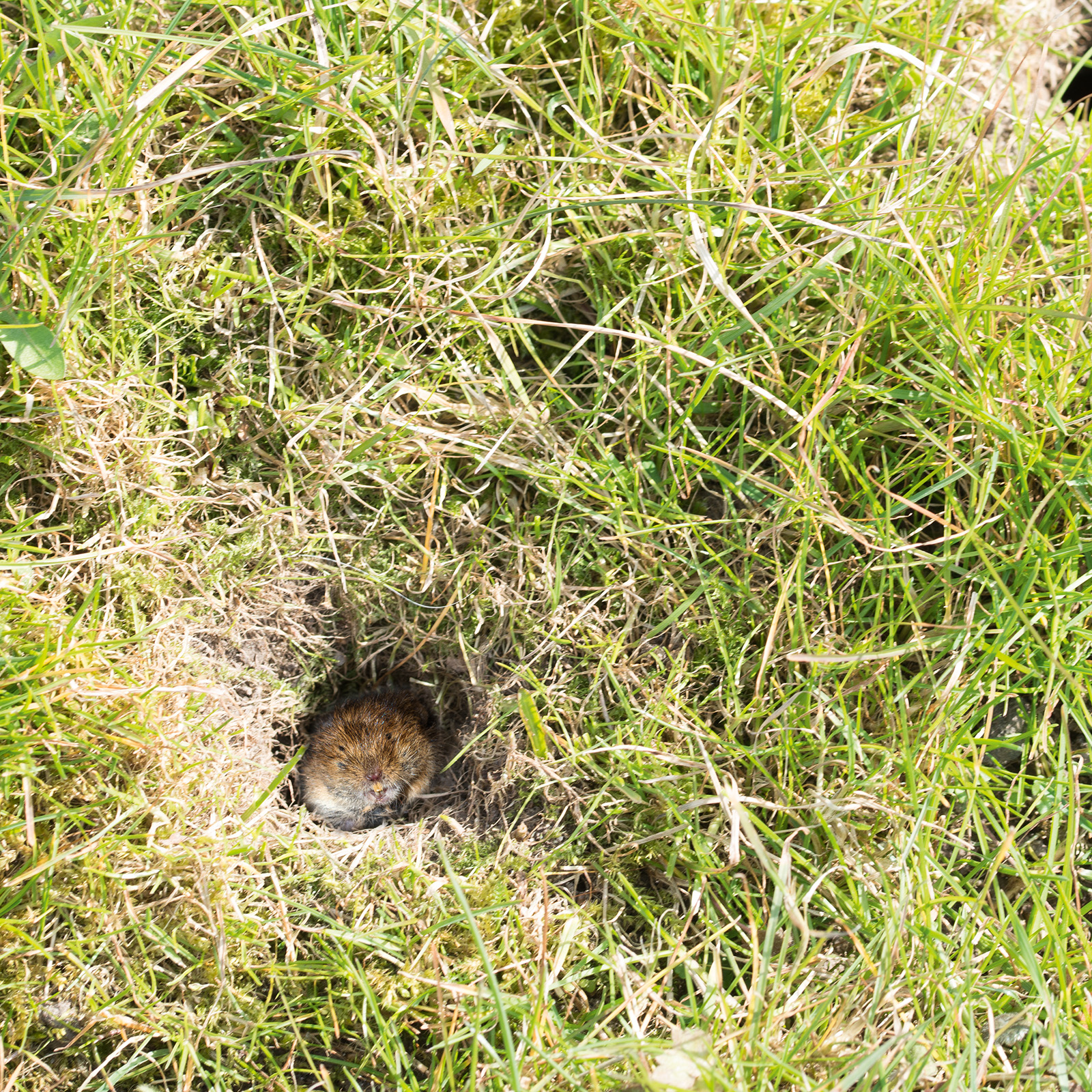 Wühlmäuse können im Garten und den Beeten großen Schaden anrichten indem sie die Wurzel von diversen Pflanzen anfressen. 