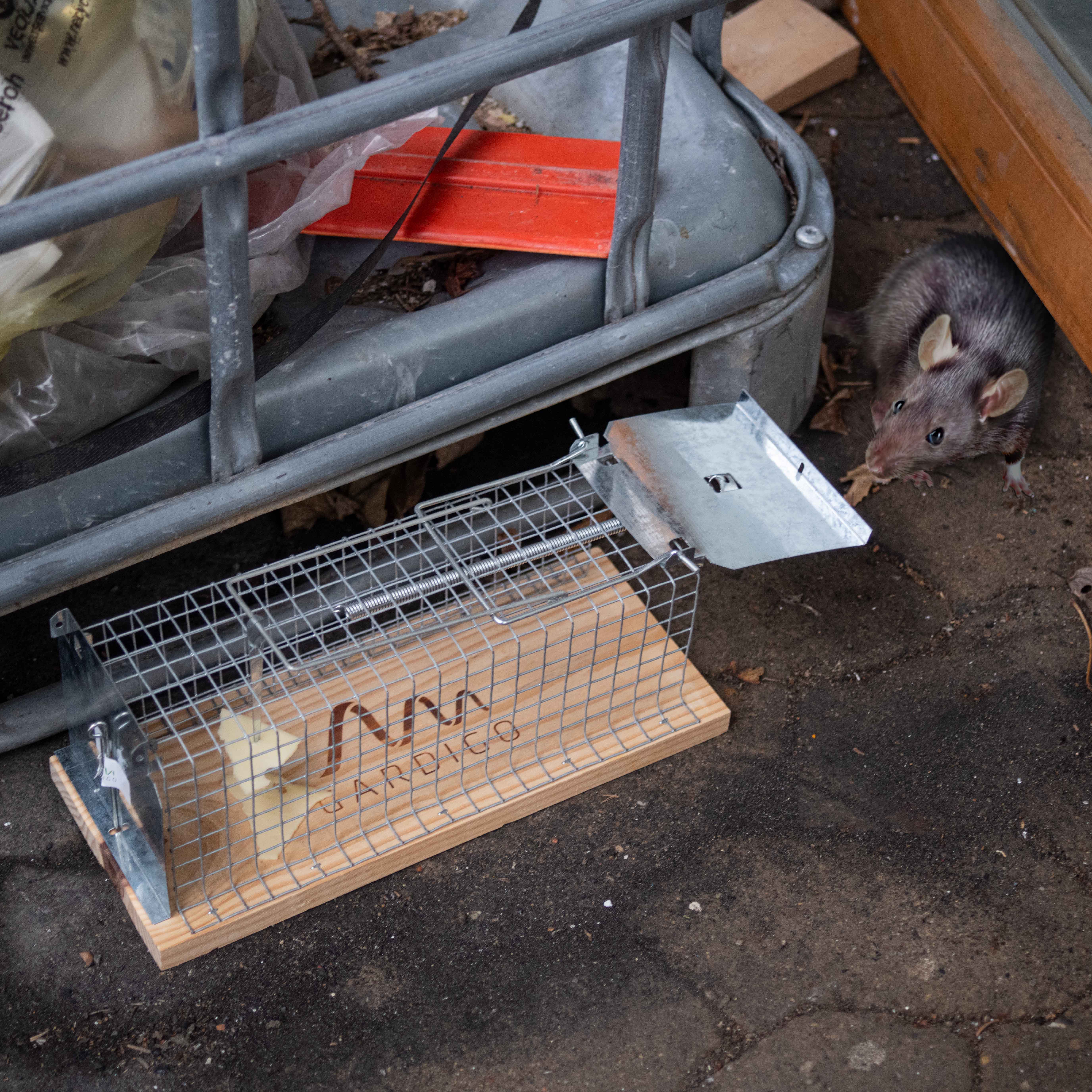 Ratten halten sich gerne im Umfeld von Menschen auf denn bei uns finden sie immer Nahrung. 