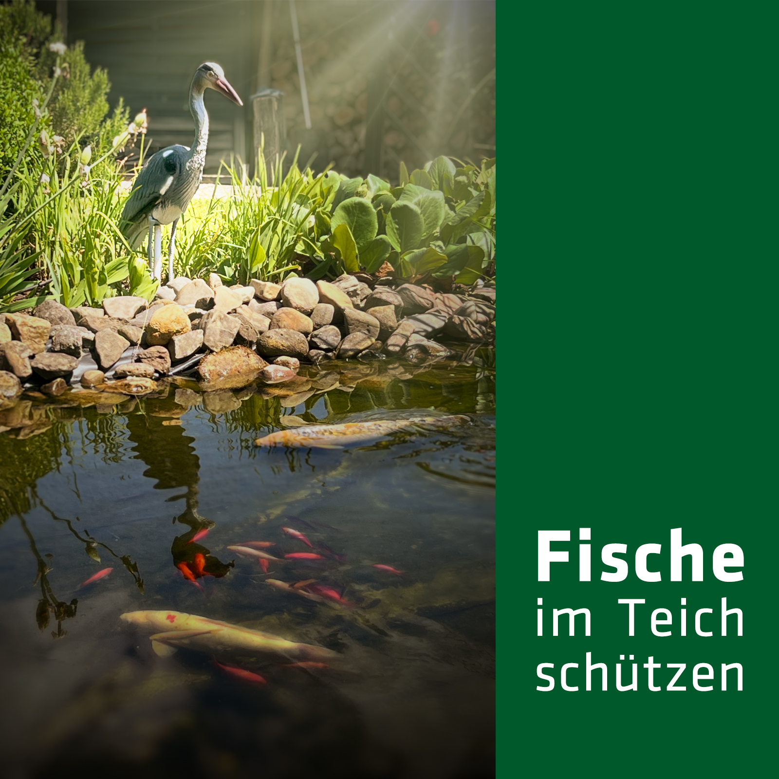 Wertvolle Koi-Karpfen im Teich müssen geschützt werden!