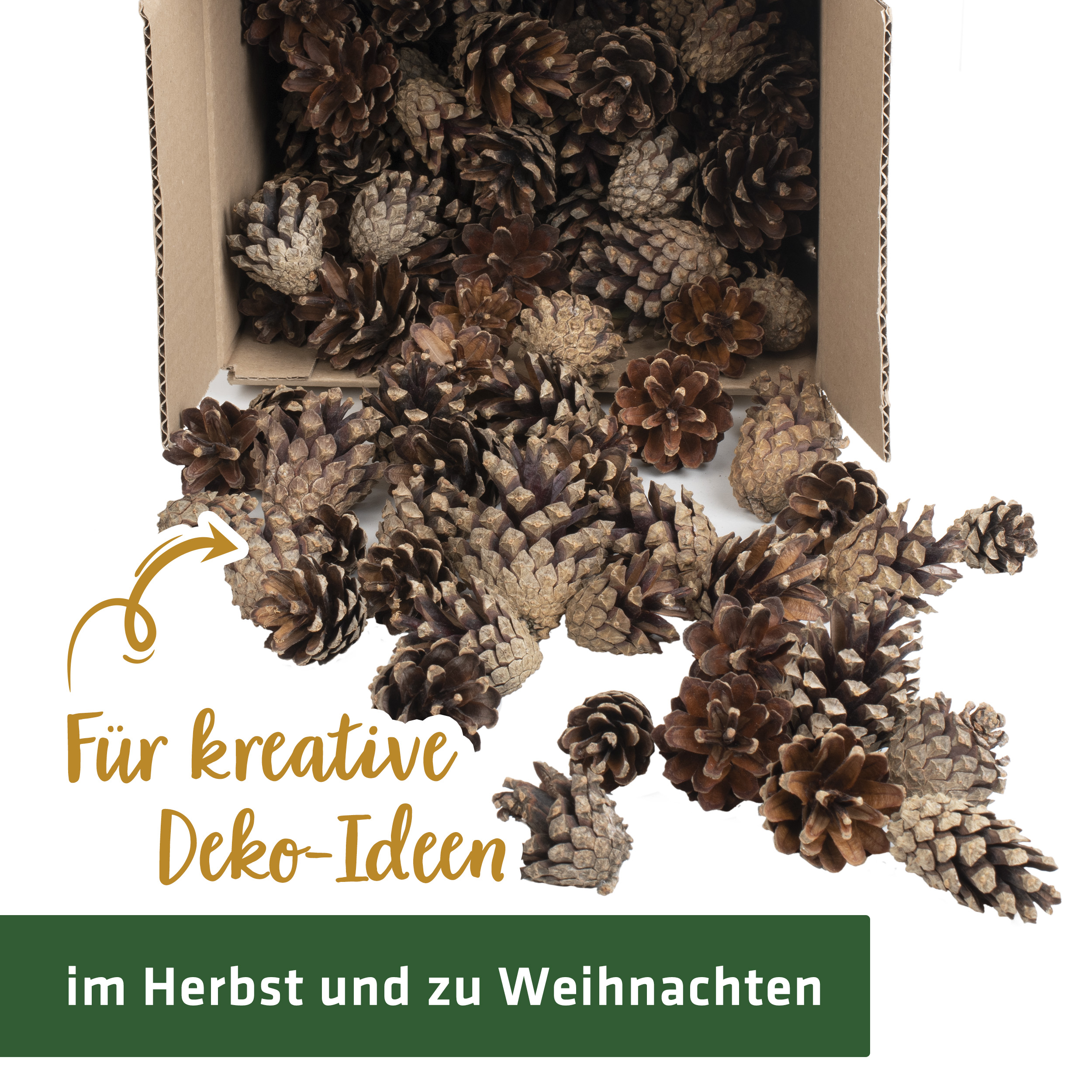 Durch die verschiedenen Größen bieten die Zapfen Ihnen und den Insekten viele Möglichkeiten. 