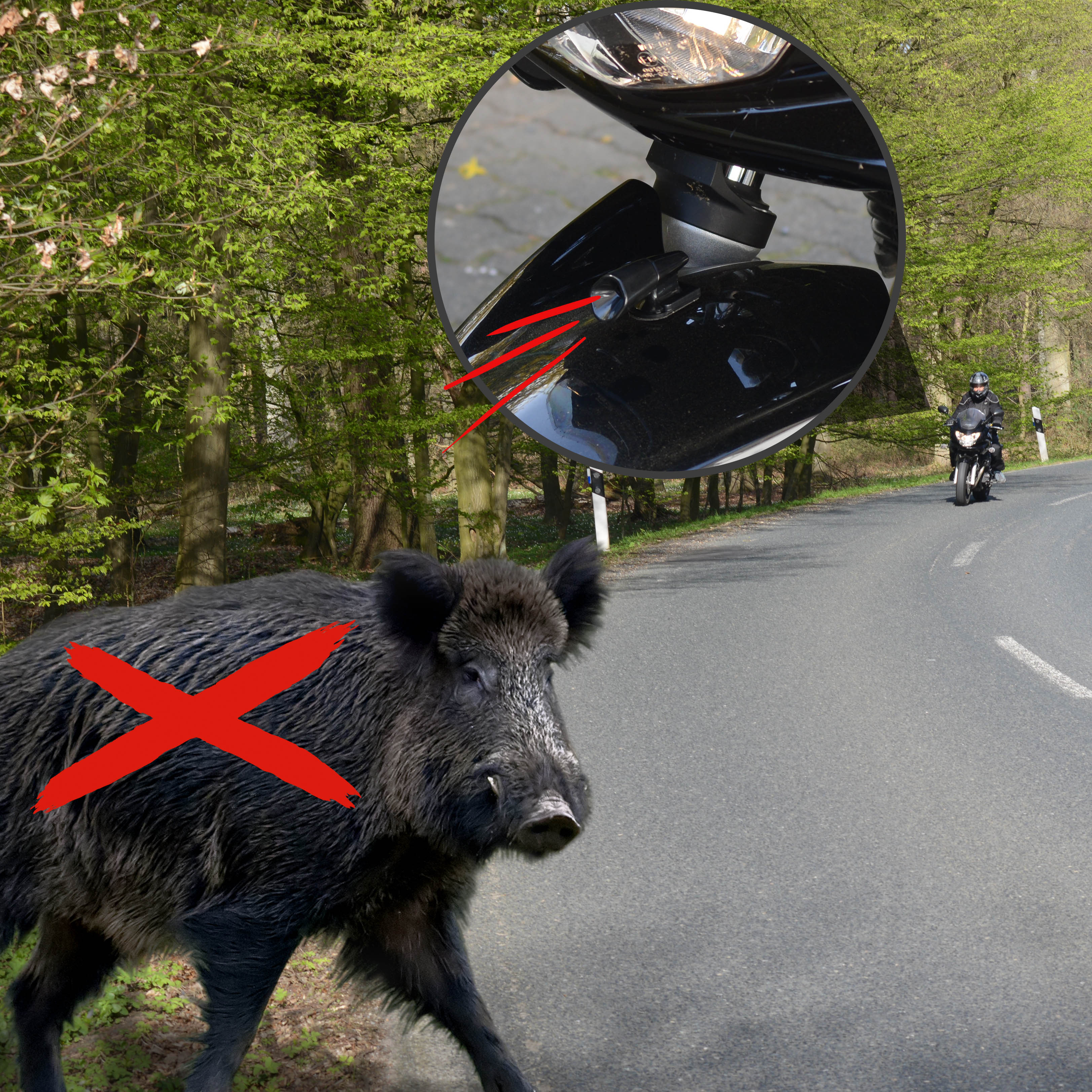 Bei Fahrten im Wald oder in den Abendstunden besteht erhöhtes Risiko für Wildwechsel und das kann sehr gefährlich sein. 