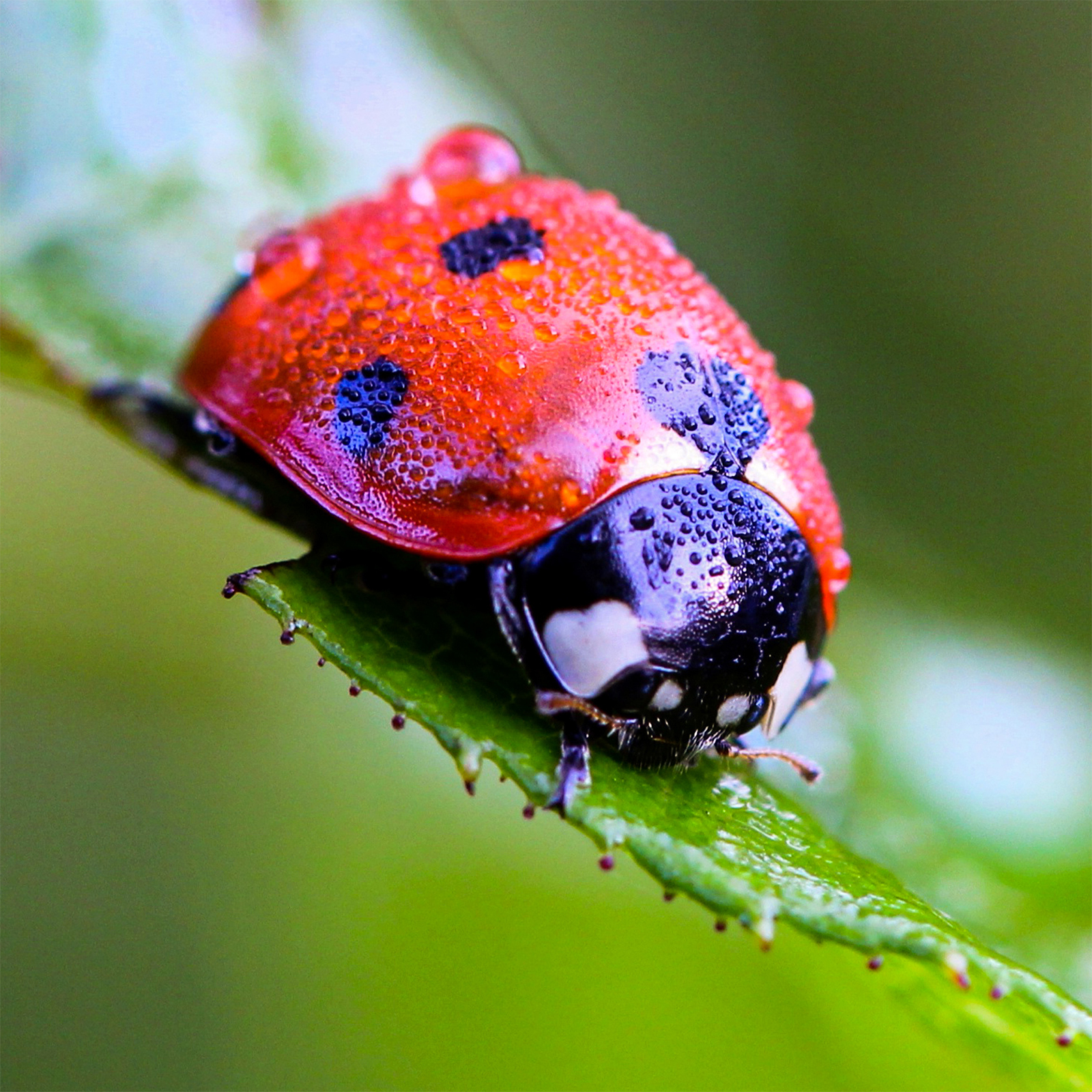 Marienkäfer sind nützliche Helfer im Garten, denn ihre Leibspeise sind Blattläuse. 