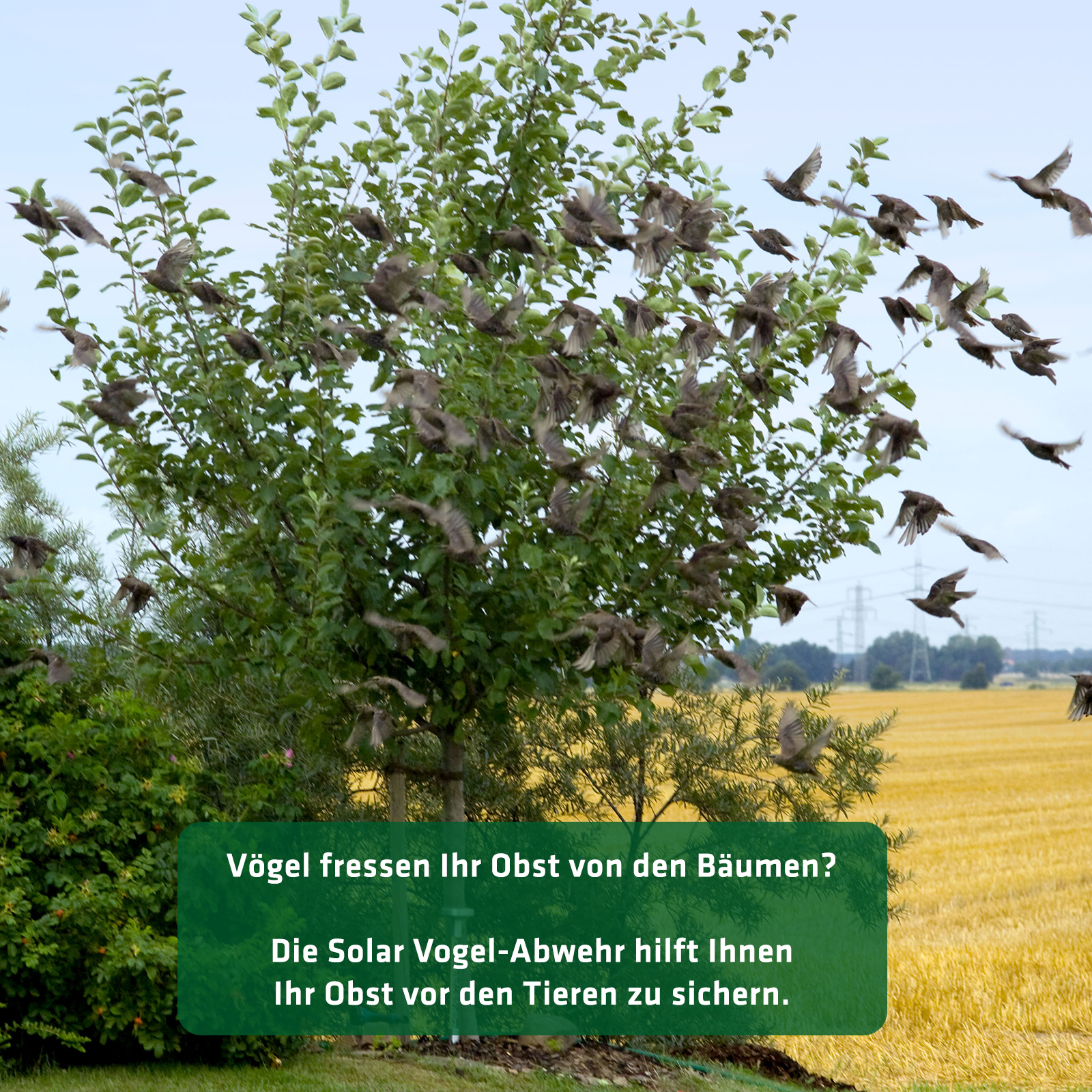 Vögel plündern Ihre Obstbäume? Sie brauchen eine elektronische Vogelscheuche: Die Vogel-Abwehr Solar von GARDIGO.