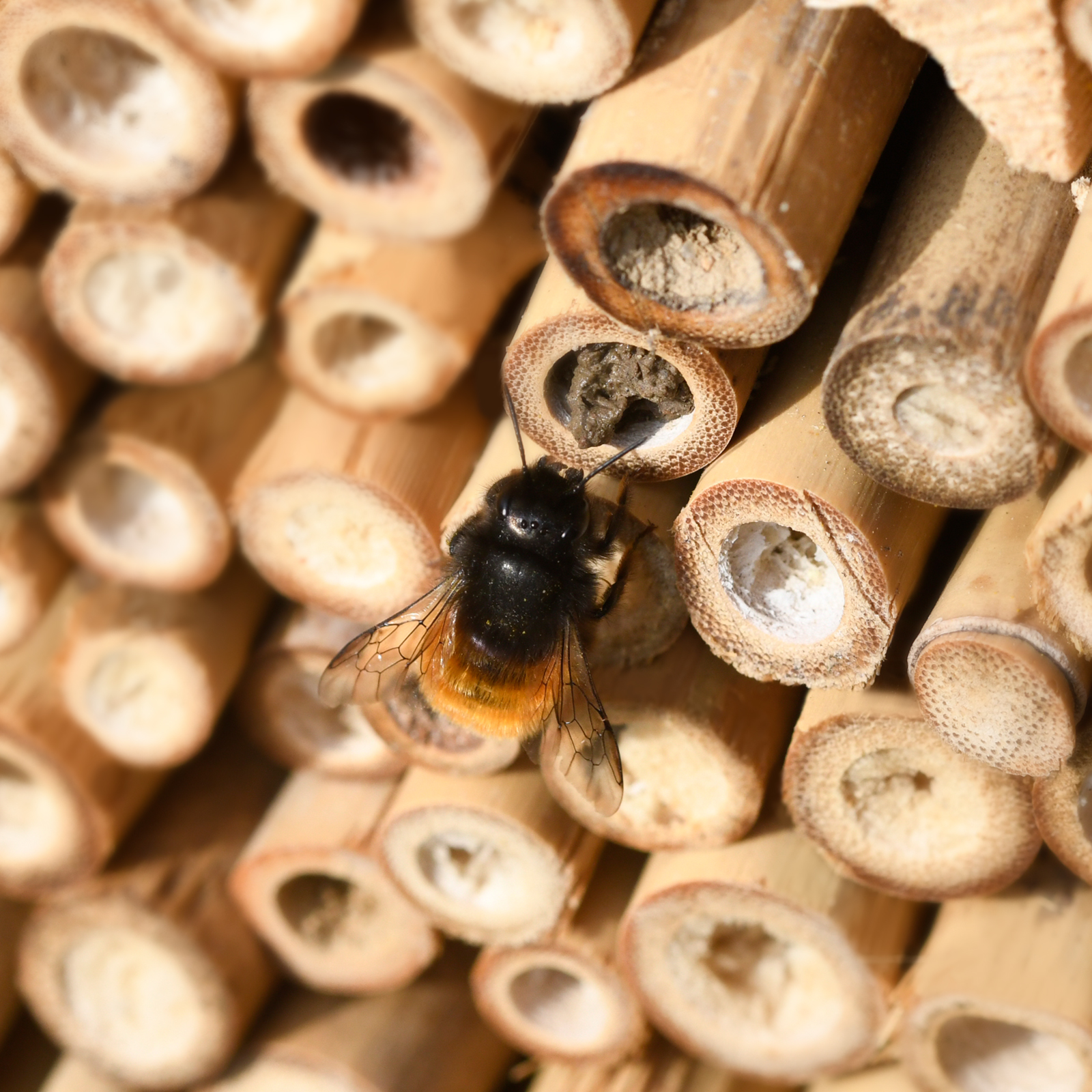 Sobald die Bienen ihre Eier gelegt haben verschließen sie die Bambusröhren von Außen. 